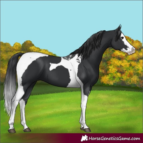 Horse Color:Black Splash Tobiano 