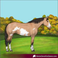 Horse Color:Bay Dun Frame