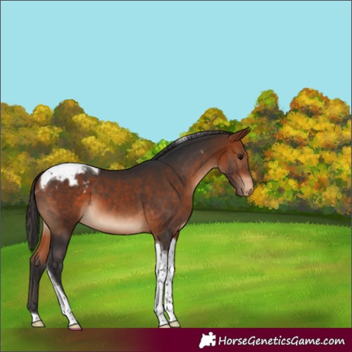 Horse Color:Bay Tobiano Appaloosa 