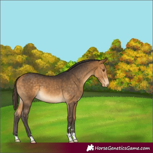 Horse Color:Buckskin Appaloosa