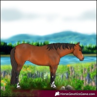 Horse Color:Bay 