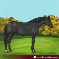 Horse Color:Black 