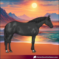 Horse Color:Black 
