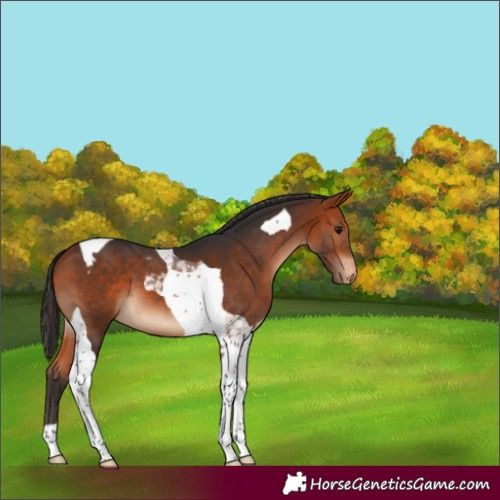 Horse Color:Bay Tobiano Appaloosa