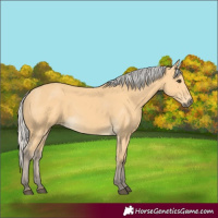 Horse Color:Silver Buckskin 
