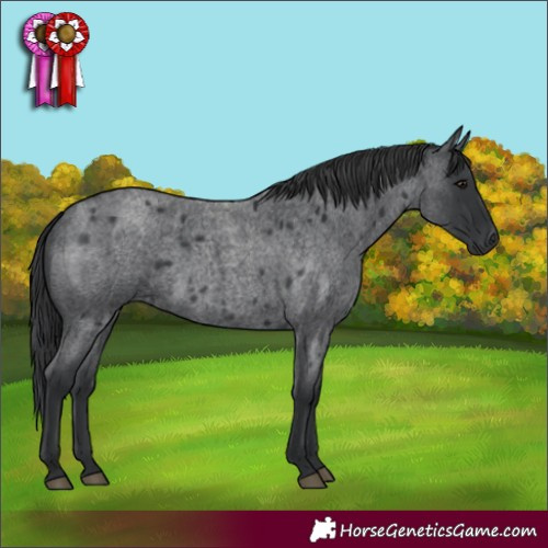 Horse Color:Blue Roan