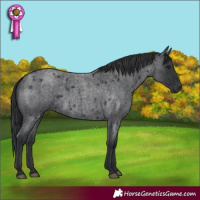 Horse Color:Blue Roan