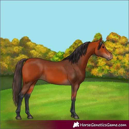 Horse Color:Bay 