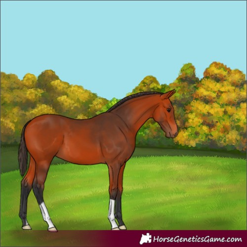 Horse Color:Bay 