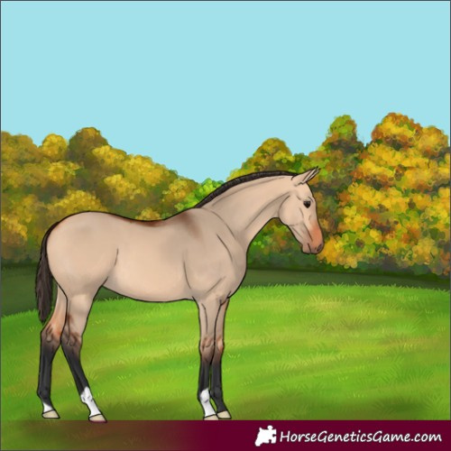 Horse Color:Bay Dun 