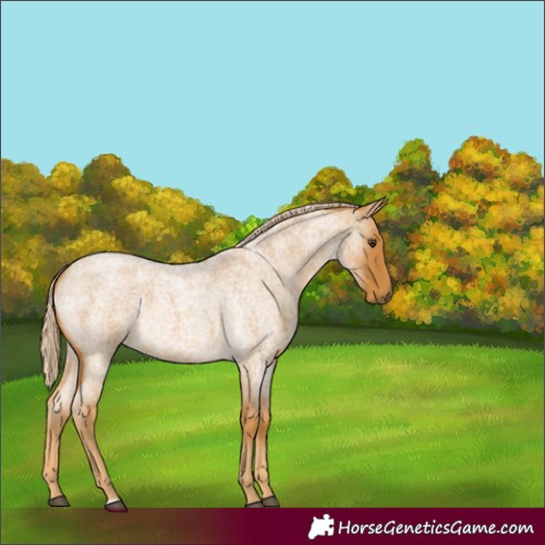 Horse Color:Palomino Roan 