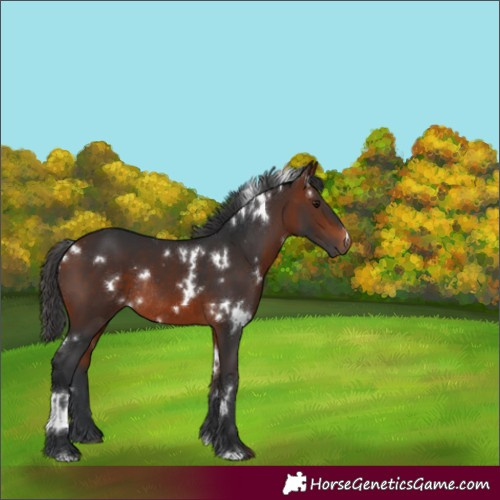Horse Color:White Spotted Brown Rabicano