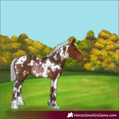 Horse Color:White Spotted Silver Bay Rabicano 