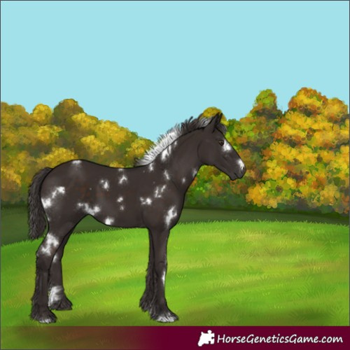 Horse Color:White Spotted Liver Chestnut