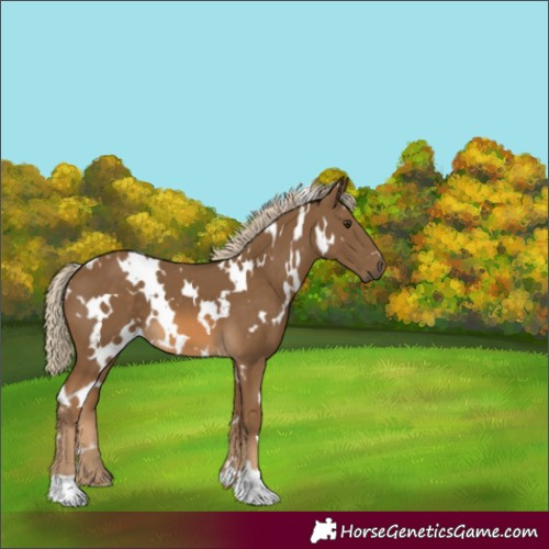 Horse Color:White Spotted Chocolate Palomino 