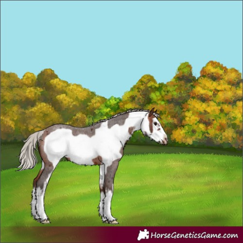 Horse Color:White Spotted Silver Brown Roan Frame