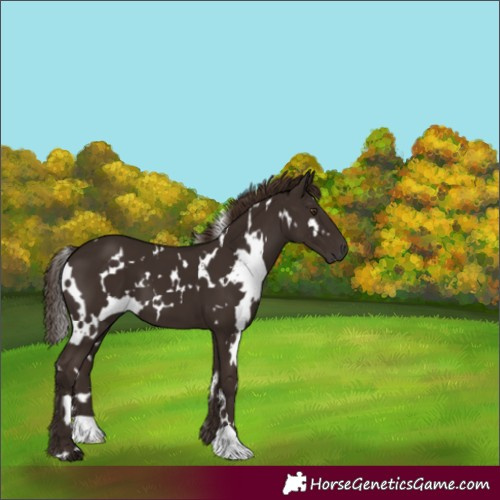 Horse Color:White Spotted Liver Chestnut 