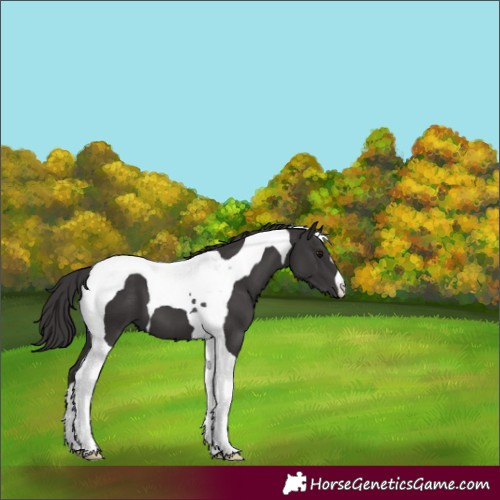 Horse Color:Smoky Black Tobiano 