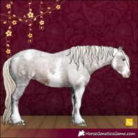 Horse Color:Liver Chestnut Sabino Appaloosa Rabicano