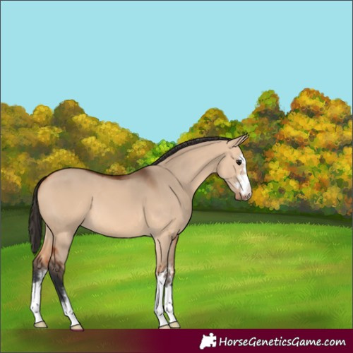 Horse Color:Bay Dun