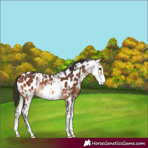 Horse Color:Brown Sabino Appaloosa