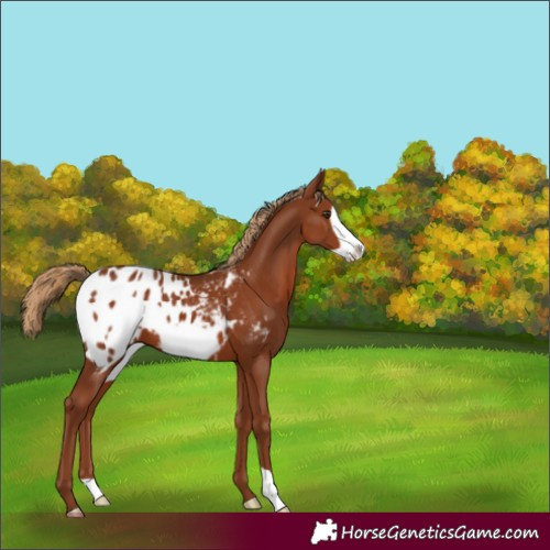 Horse Color:Chestnut Frame Appaloosa 