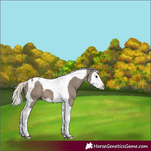 Horse Color:White Spotted Silver Grullo Splash Tobiano
