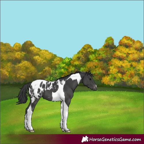 Horse Color:Black Tobiano Appaloosa 