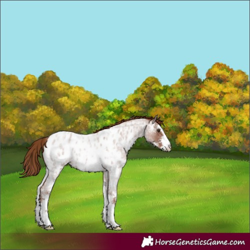 Horse Color:Red Roan Sabino Appaloosa 
