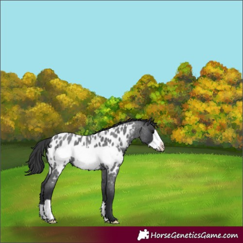 Horse Color:Blue Roan Frame Appaloosa 
