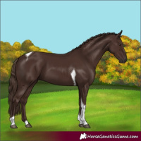 Horse Color:Liver Chestnut Tobiano 