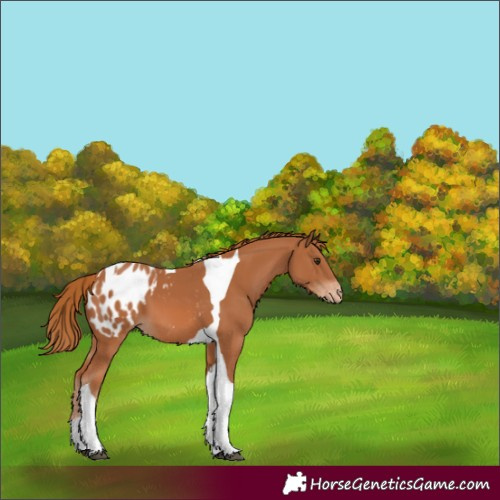 Horse Color:Chestnut Tobiano Appaloosa