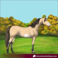 Horse Color:Buckskin Frame 