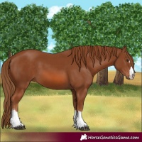 Horse Color:Chestnut 