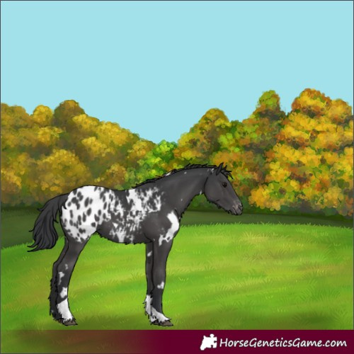 Horse Color:White Spotted Black Tobiano Appaloosa 