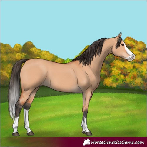 Horse Color:Bay Dun Splash 