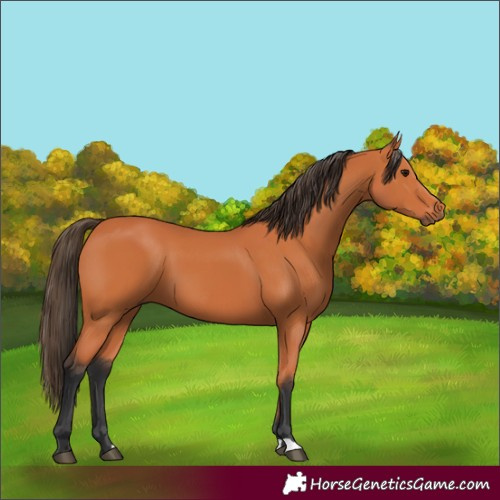 Horse Color:Bay 