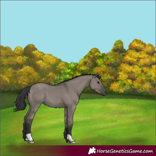 Horse Color:Grullo 