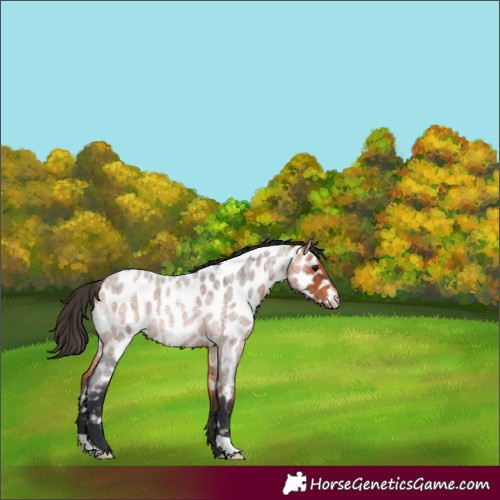 Horse Color:Bay Roan Near Leopard