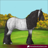 Horse Color:Smoky Blue Roan 