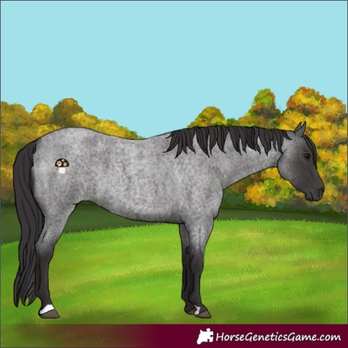 Horse Color:Smoky Blue Roan 