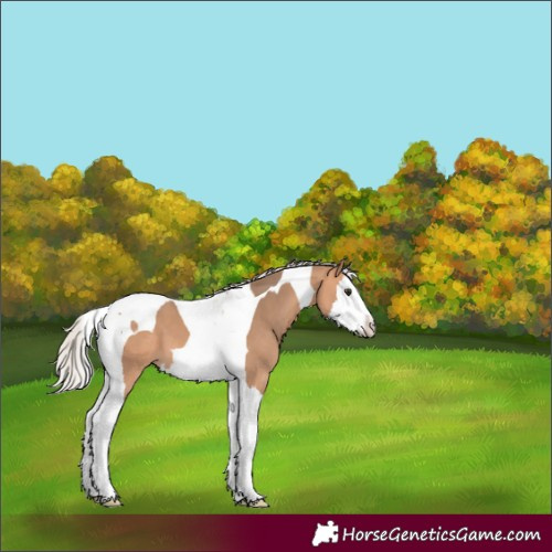 Horse Color:Silver Bay Dun Splash Tobiano 