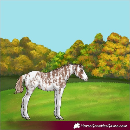 Horse Color:Chestnut Sabino Blanket