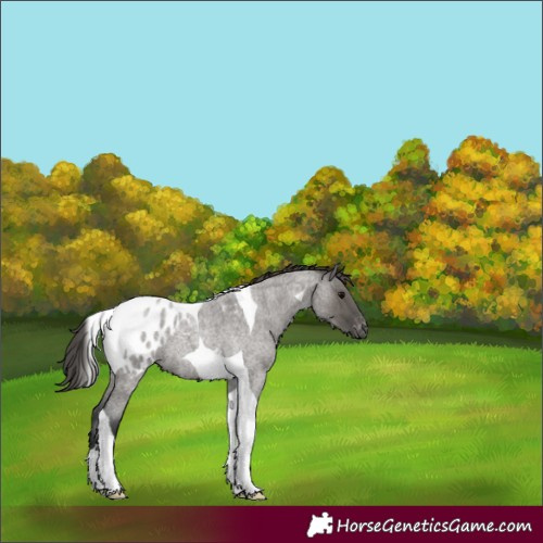 Horse Color:Grullo Roan Tobiano Appaloosa