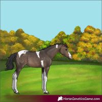 Horse Color:Brown Dun Sabino Tobiano Rabicano