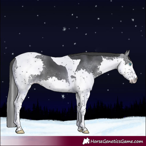 Horse Color:Black Sabino Splash Tobiano 