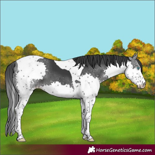 Horse Color:Black Sabino Splash Tobiano 