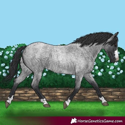 Horse Color:Blue Roan 