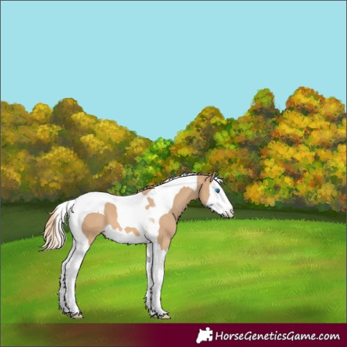 Horse Color:Red Dun Splash Tobiano
