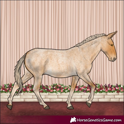 Horse Color:Palomino Roan 